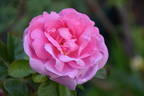 Sarah van Fleet rose photo