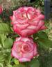Abby Leonard rose photo