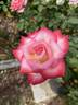 Vernon's Laugh ™ rose photo