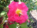 Bajazzo rose photo