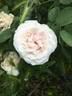 Botzaris rose photo