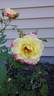 Campfire rose photo