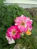 Campfire rose photo