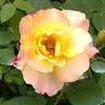 Campfire rose photo