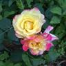 Campfire rose photo