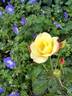 Campfire rose photo