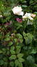 14 The Wedgewood Rose OP 02 rose photo