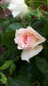 14 The Wedgewood Rose OP 02 rose photo