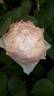 14 The Wedgewood Rose OP 02 rose photo