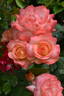 Chicca rose photo