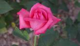 Fragrant Hour rose photo