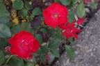Amsterdam ® rose photo