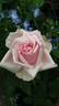 La Tosca rose photo