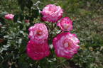 Händel rose photo