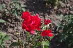 Satchmo ® rose photo