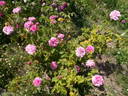 <I>Rosa centifolia</I> L. rose photo