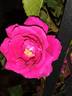 Red Parfum ® rose photo