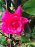 Red Parfum ® rose photo
