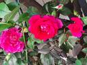 Red Parfum ® rose photo