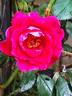 Red Parfum ® rose photo