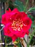Red Parfum ® rose photo