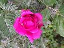 Roi de Siam - in commerce rose photo