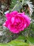 Roi de Siam - in commerce rose photo