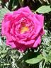 Roi de Siam - in commerce rose photo