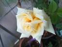 Grandpa Dickson rose photo