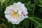 Rosa spinosissima 'Andrewsii' x Mon Amie Claire rose photo