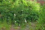 Rosa spinosissima 'Andrewsii' x Mon Amie Claire rose photo