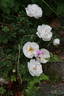 Rosa spinosissima 'Andrewsii' x Mon Amie Claire rose photo