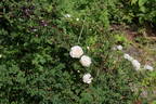 Rosa spinosissima 'Andrewsii' x Mon Amie Claire rose photo