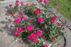 Caramba ® rose photo