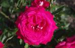 Caramba ® rose photo