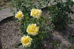 Berolina rose photo