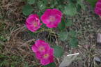 Karslruhe rose photo