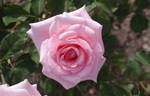 KORlift rose photo