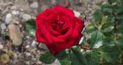 Grand Gala ® rose photo
