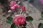 Agéna ® rose photo