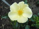 Roland Garros rose photo