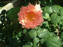 Emanuela Gancia rose photo
