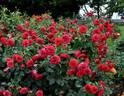 Siegfried rose photo