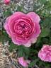 Cottage Rose ® rose photo