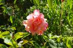 La Jolla rose photo