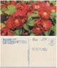 Arnold rose photo