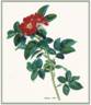 Arnold rose photo