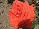 Amica rose photo