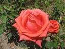 Amica rose photo