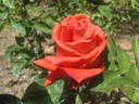 Amica rose photo